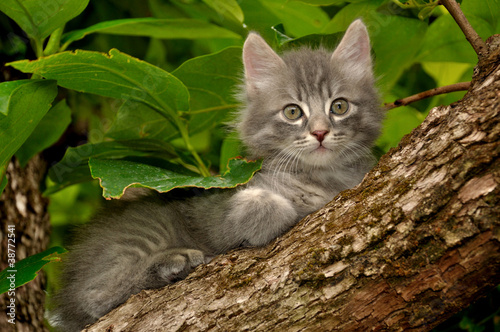 Fototapeta roślina ogród natura zwierzę kot