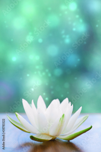 Obraz na płótnie kwitnący piękny roślina