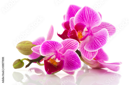 Fotoroleta wellnes tropikalny kwiat natura