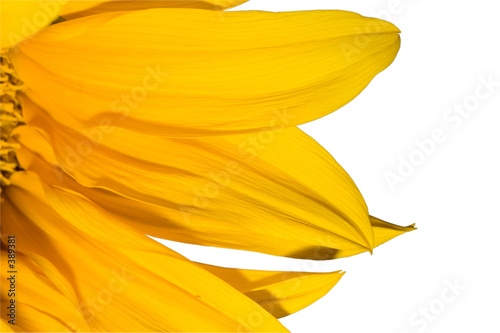 Plakat kwiat słońce słonecznik