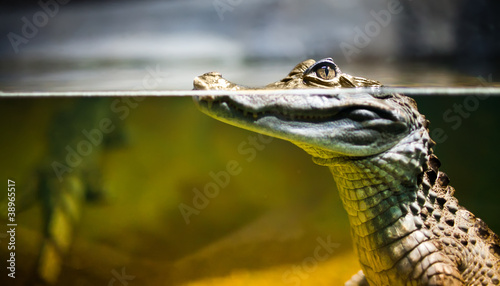 Fototapeta natura dżungla aligator