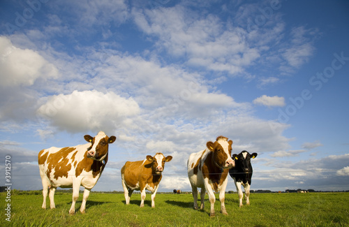 Fototapeta krowa wiejski pole rolnictwo