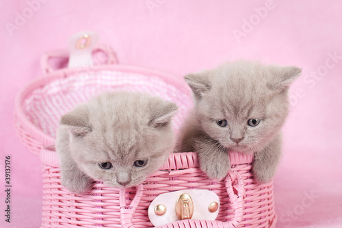 Fototapeta Dwa brytyjskie krótkowłose kociaki na różowym tle
