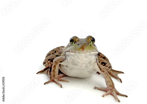 Fotoroleta żaba zwierzę oko gad