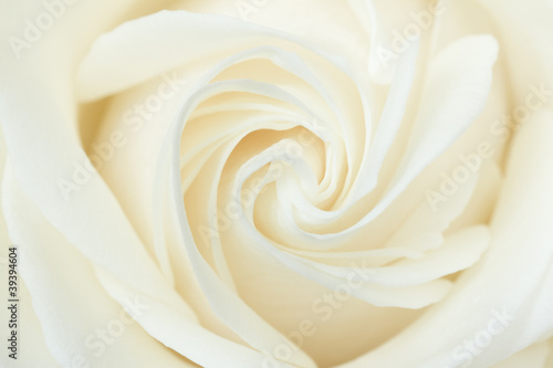 Plakat Biała róża