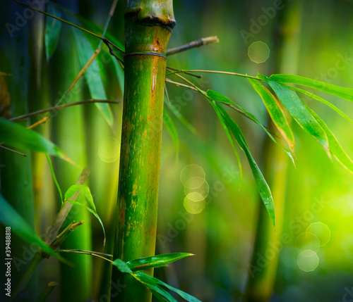 Obraz na płótnie bambus tropikalny roślina las wzór