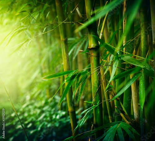 Fototapeta wschód bambus tropikalny chiny zen
