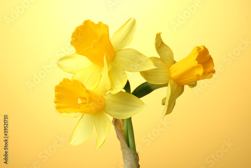 Obraz na płótnie świeży bukiet narcyz kwiat