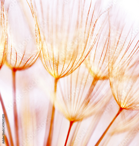Fotoroleta piękny łąka kwiat natura pole