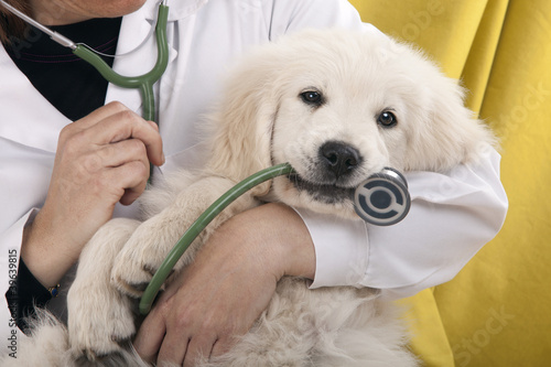Plakat zwierzę zdrowie zdrowy pies