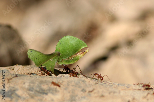 Fototapeta liść mrówka peru 