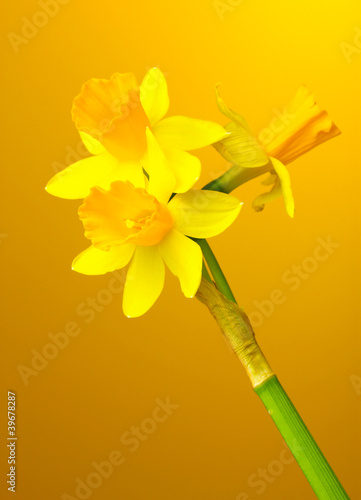 Fotoroleta świeży roślina piękny kwiat