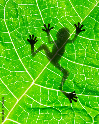 Plakat żaba drzewa witalność