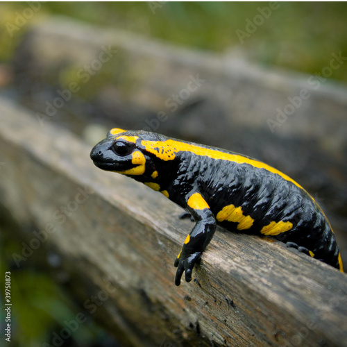 Obraz na płótnie gad oko salamandra noga spojrzenie
