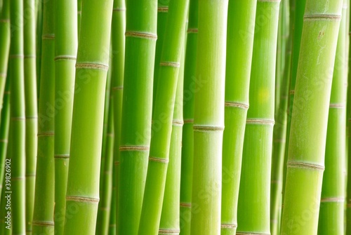 Obraz na płótnie roślina bambus japonia