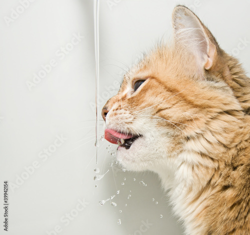 Fototapeta świeży zwierzę kot ssak woda
