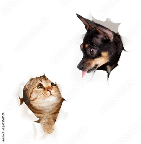 Plakat pies widok zwierzę kociak