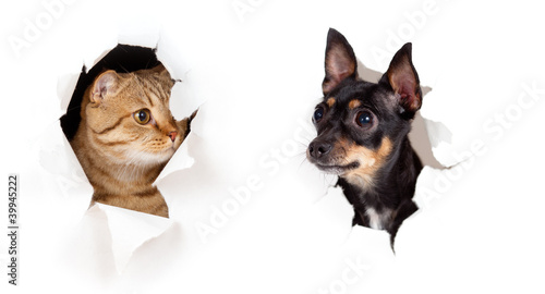Fototapeta Kot i pies w papierowej oprawie