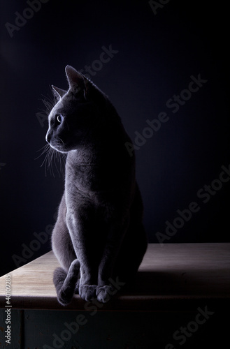 Fototapeta rasowy ładny kot czarny