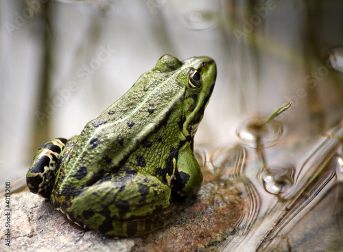 Obraz na płótnie woda żaba natura