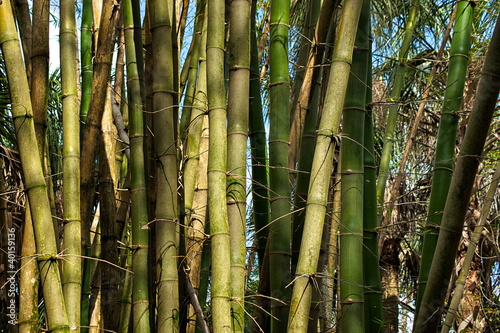 Fototapeta natura bezdroża bambus tropikalny dżungla