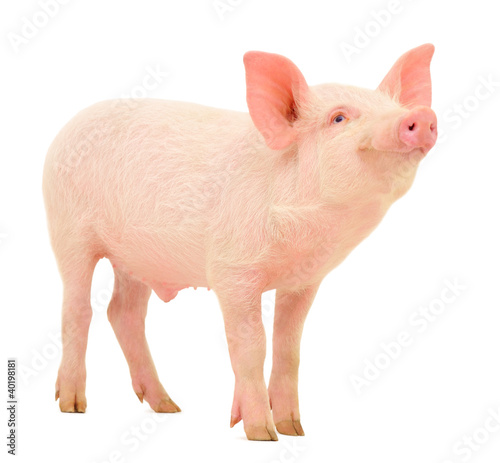 Naklejka rolnictwo ssak świnia zwierzę studio