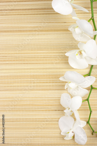 Fototapeta azjatycki kwiat natura roślina świeży