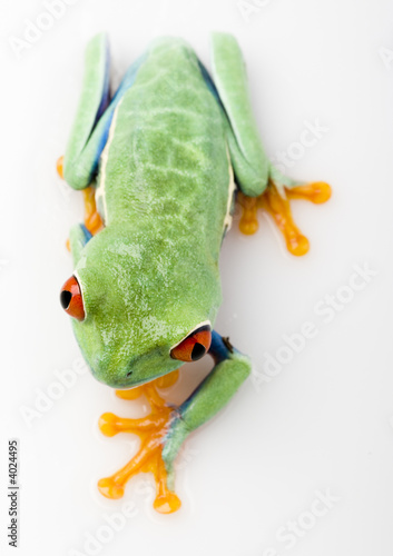 Plakat oko żaba natura