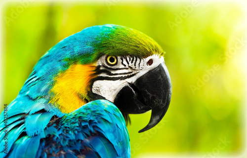 Fotoroleta ptak tropikalny ara egzotyczny