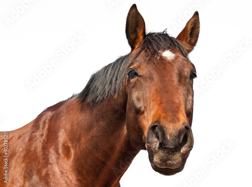 Fotoroleta koń portret jazda konna