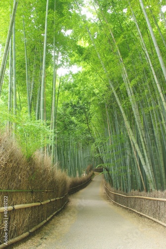 Plakat ładny droga aleja bambus