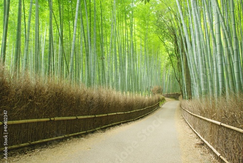 Fotoroleta bambus krajobraz droga