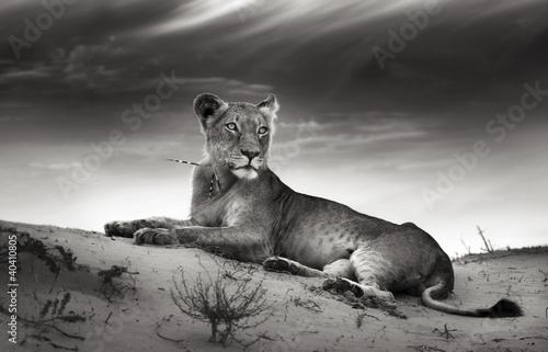 Plakat wydma szczyt natura zwierzę lew