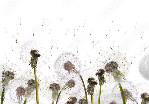Naklejka natura pyłek lato roślina