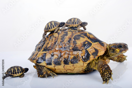 Fotoroleta dziki żółw dzieci rodzina muszla