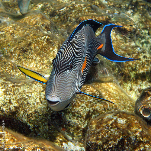 Fototapeta egipt fala ryba natura