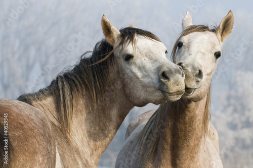 Fotoroleta arabski pole ogier koń