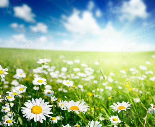 Obraz na płótnie ogród pastwisko pole roślina kwiat