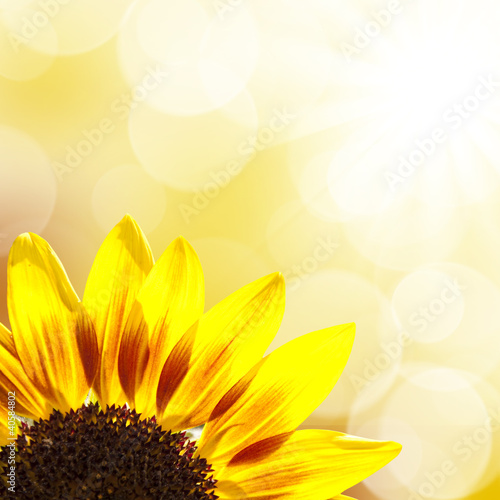 Fototapeta zmierzch lato witalność kwiat słońce