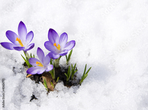 Fotoroleta kwitnący kwiat roślina lód natura