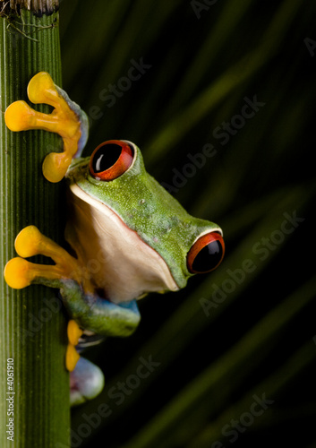 Fotoroleta żaba fauna abstrakcja oko