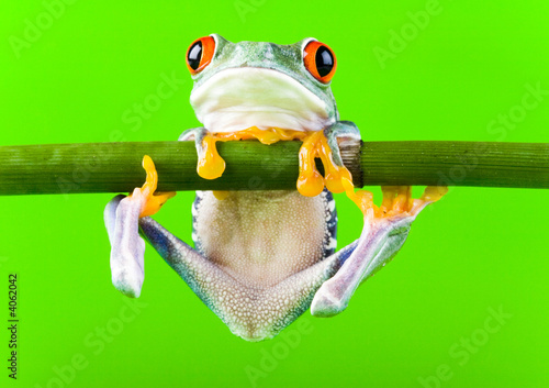 Fototapeta zwierzę żaba natura bambus płaz