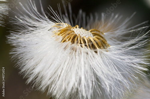 Fototapeta dziki natura kwiat mniszek pospolity kwiatowy