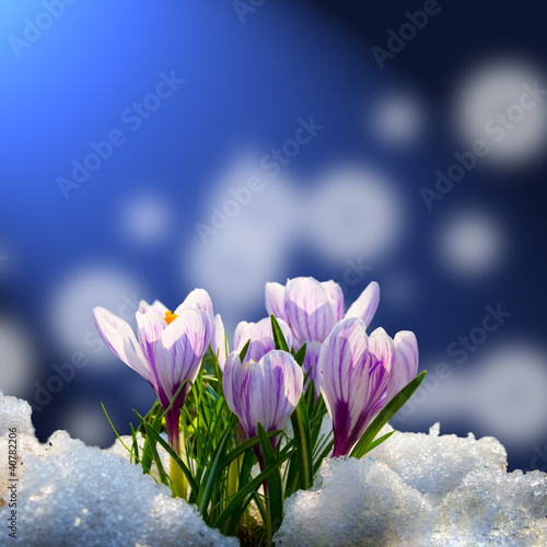 Fotoroleta natura śnieg pyłek kwiat ogród