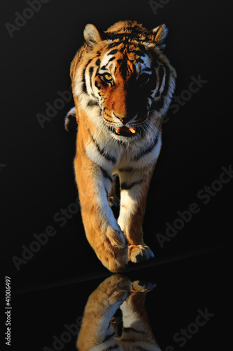 Fotoroleta kot tygrys ciało ssak