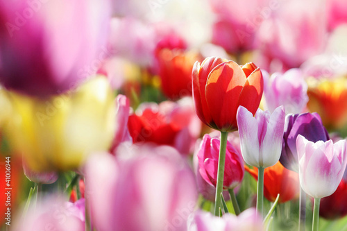 Naklejka tulipan ogród kwiat park natura