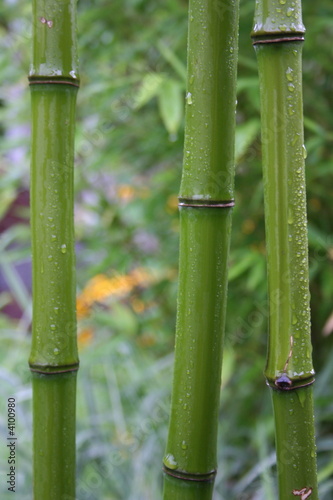 Plakat roślina bambus słoma