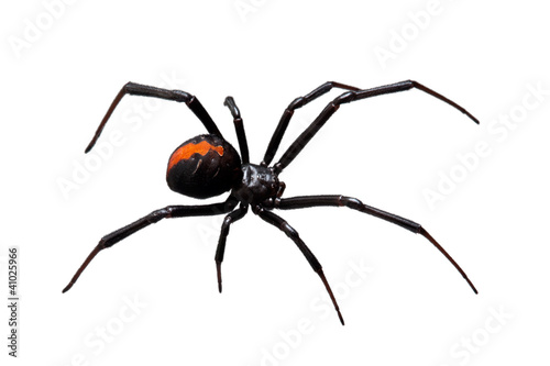 Plakat pająk zagrażających arachnofobia