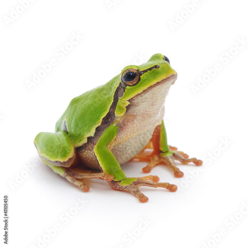 Plakat zwierzę natura żaba