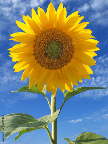 Fotoroleta lato słonecznik słońce kwiat